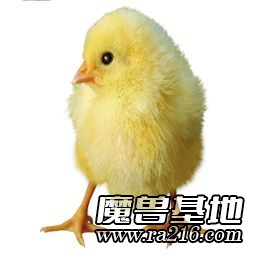 1.26 小鸡V完美10D贺年版
